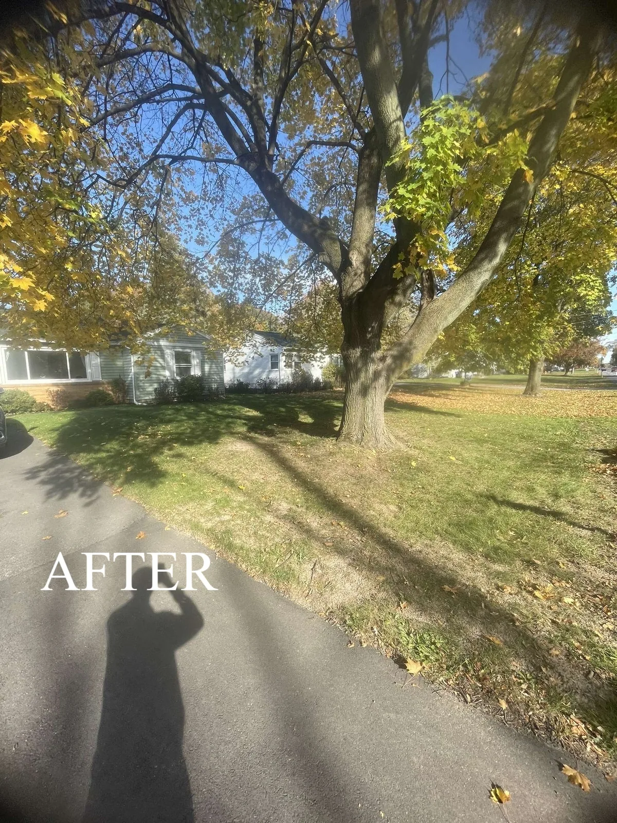 Leaf Removal